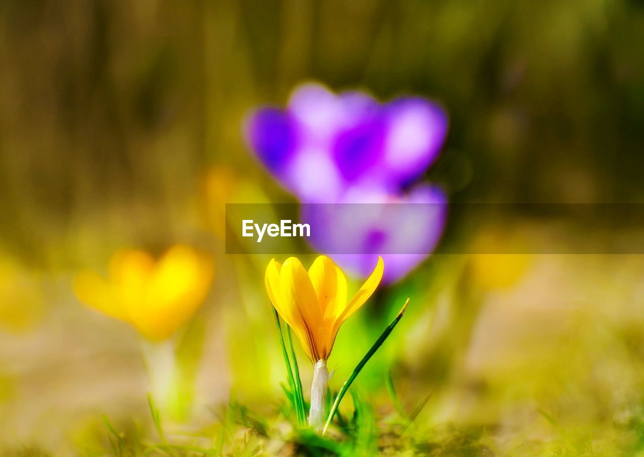 Close-up of purple crocus flowers on field