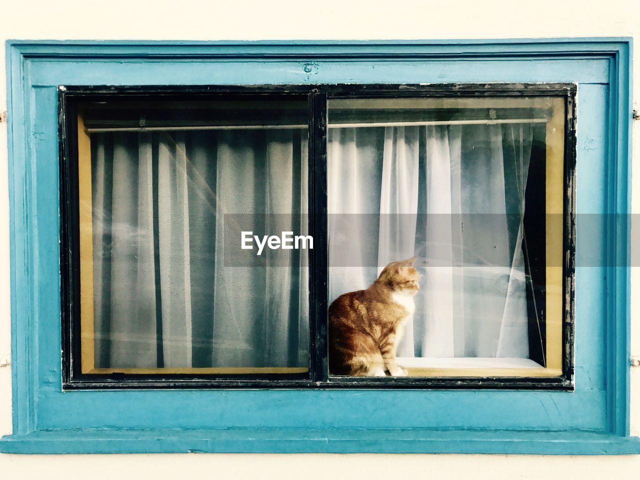 CAT LOOKING THROUGH WINDOW AT HOME