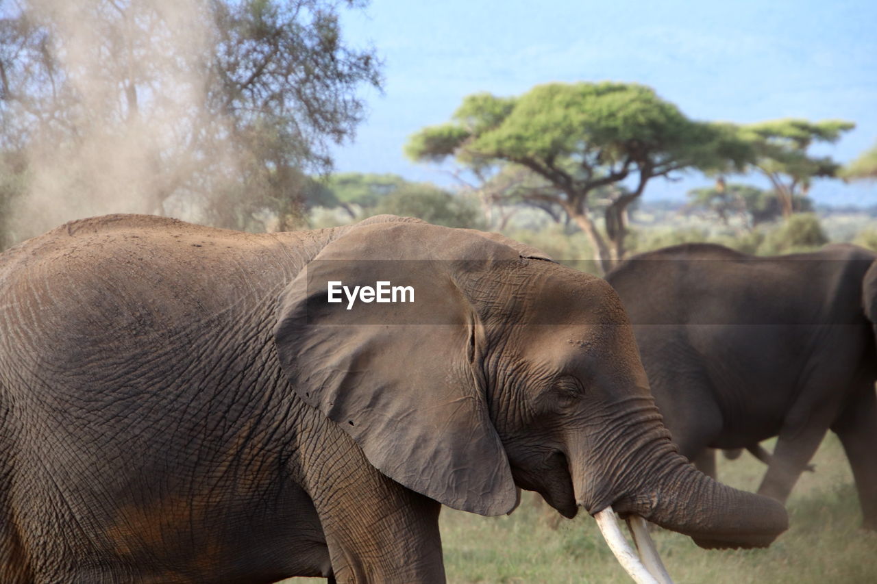 Elephant with sand