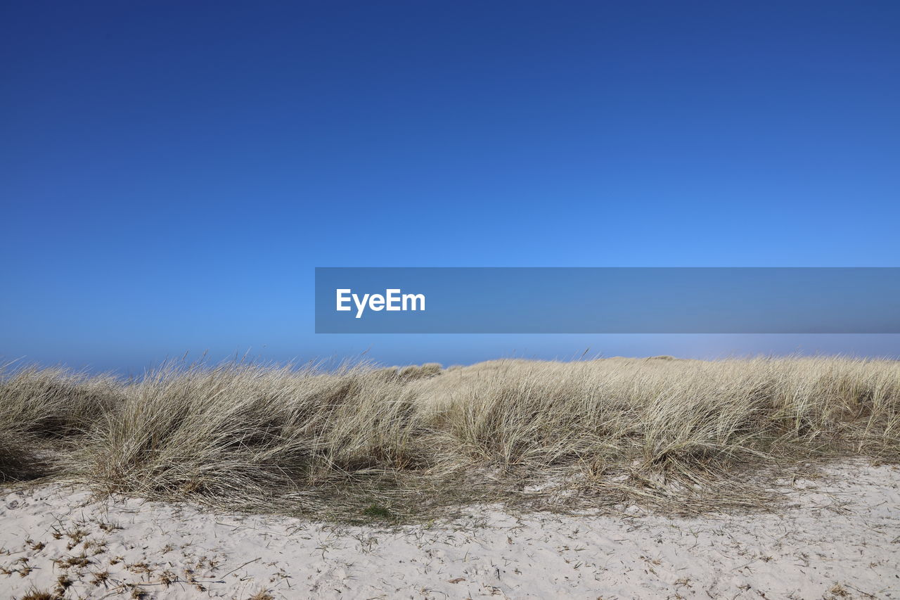 Scenic view of beach against clear blue sky in denmark