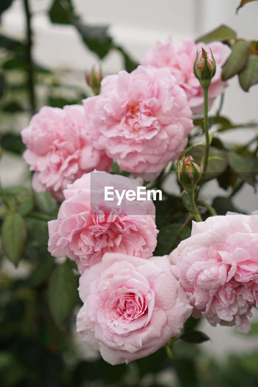 plant, flower, flowering plant, pink, beauty in nature, freshness, close-up, nature, petal, fragility, rose, flower head, inflorescence, garden roses, blossom, focus on foreground, no people, growth, plant part, outdoors, leaf, springtime, day