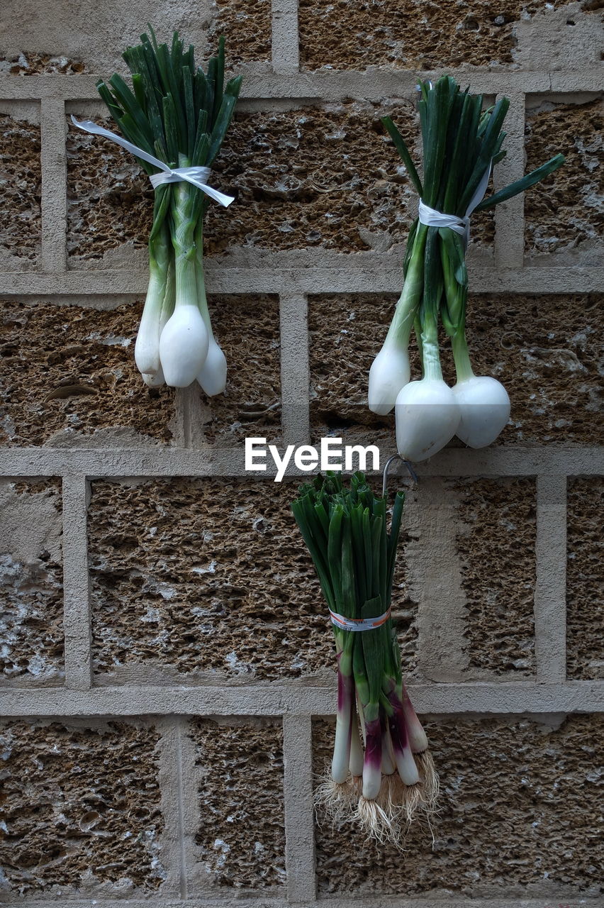 Close-up of tied up spring onions on wall