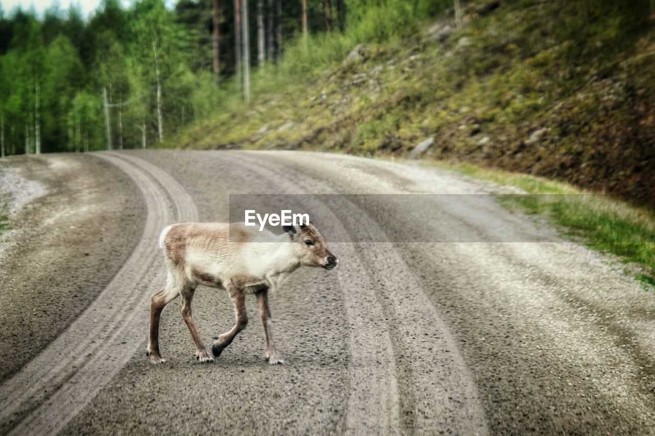 Full length of young reindeer walking on dirt road