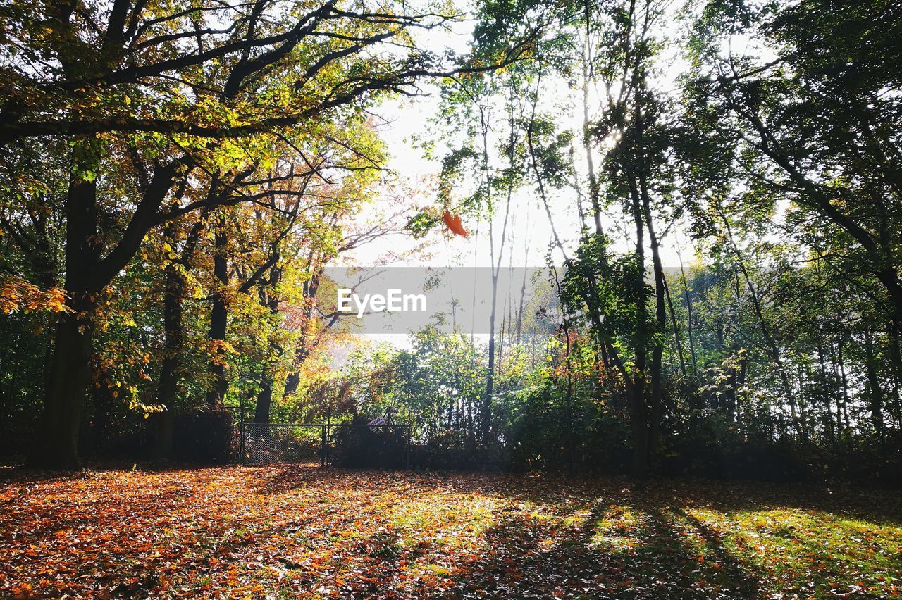 TREES ON FOREST DURING AUTUMN