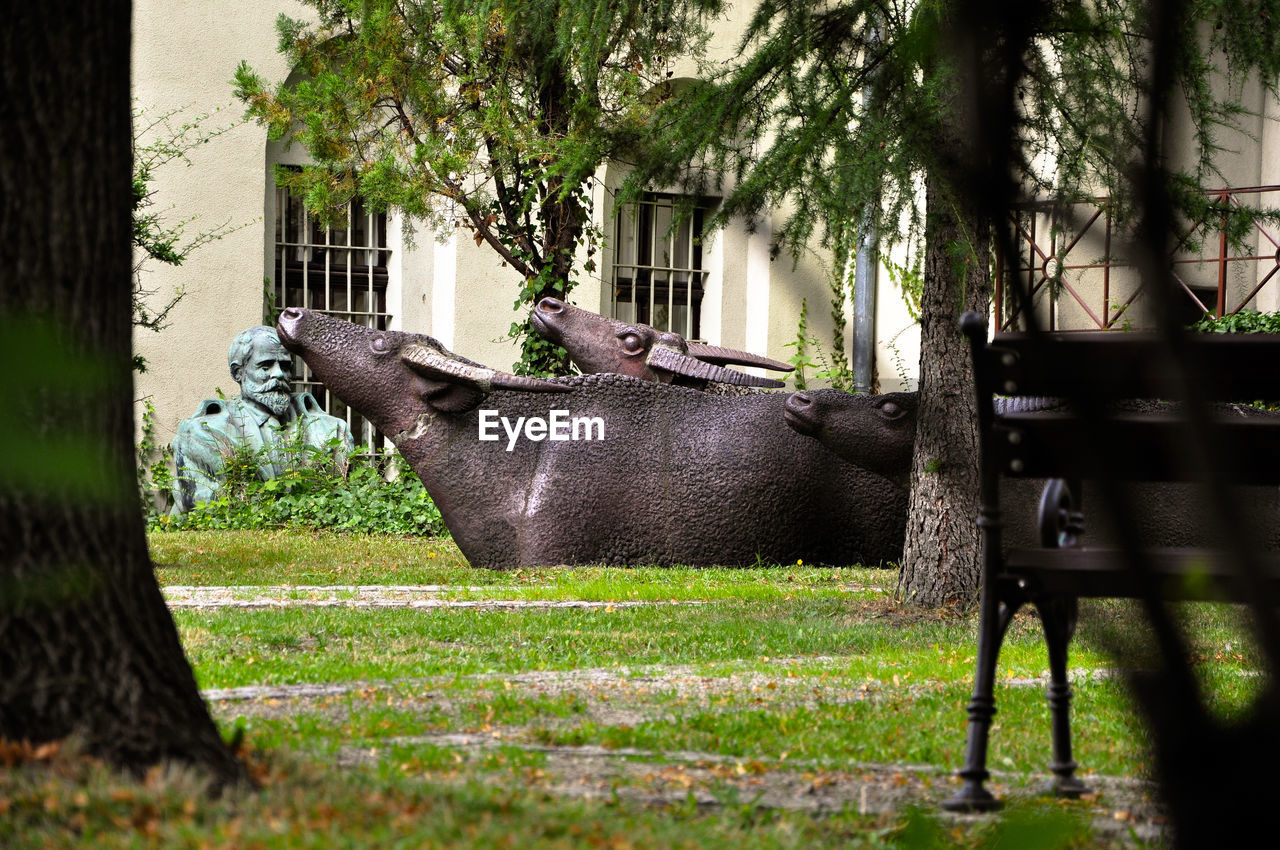 VIEW OF TREES IN LAWN