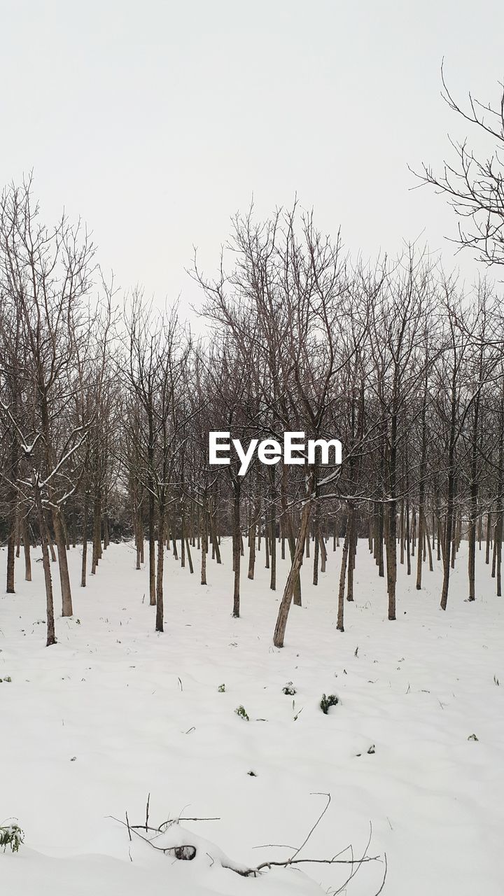 BARE TREES IN SNOW AGAINST CLEAR SKY