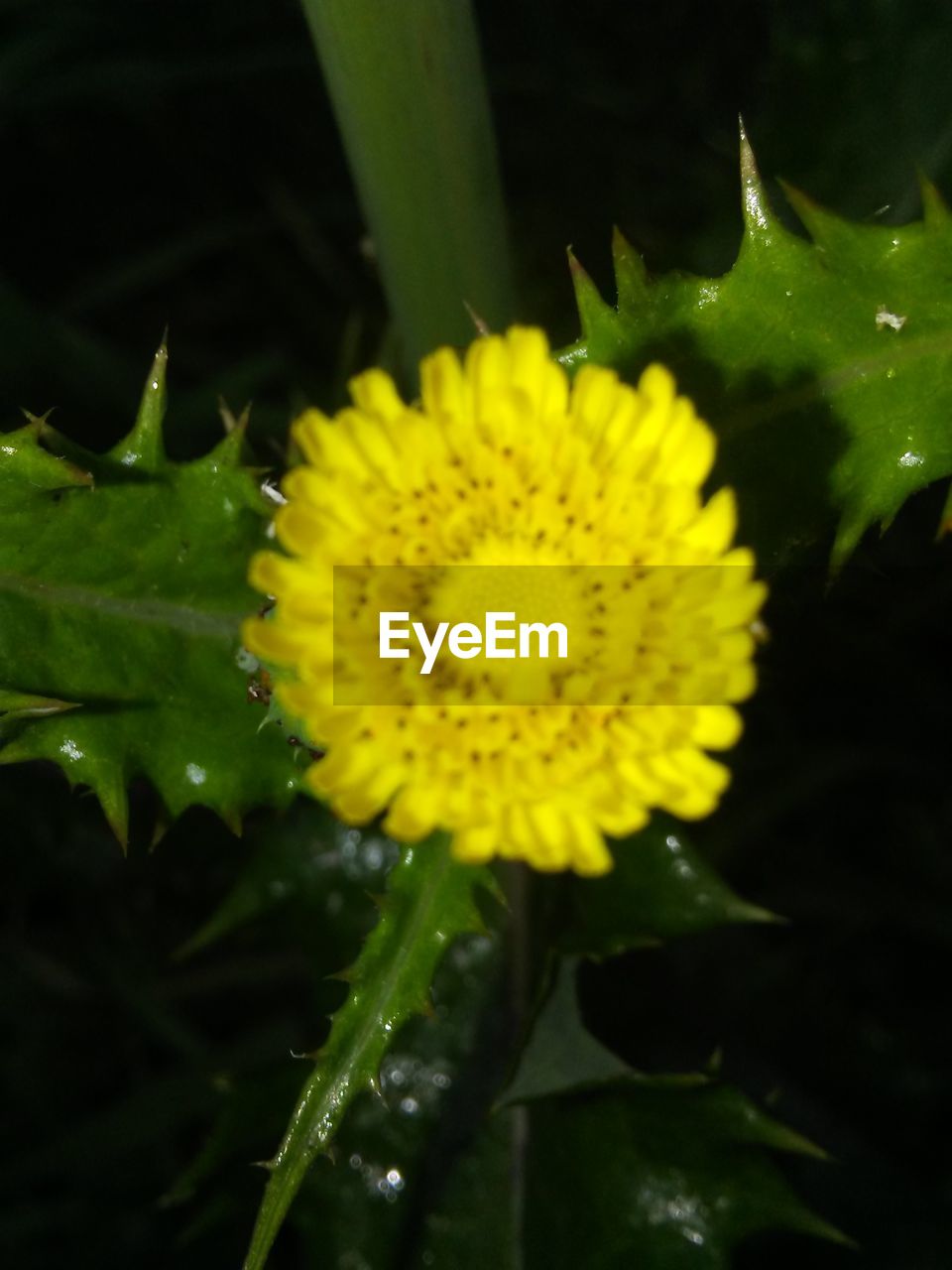CLOSE-UP OF YELLOW FLOWER BLOOMING IN PARK