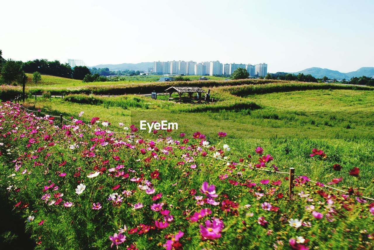 Scenic view of pink flowers against grassy field