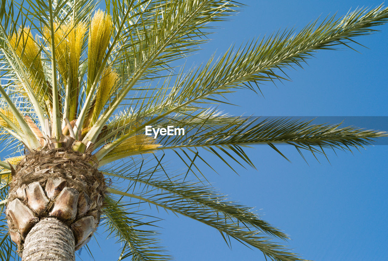 CLOSE-UP OF PALM TREE AGAINST BLUE SKY