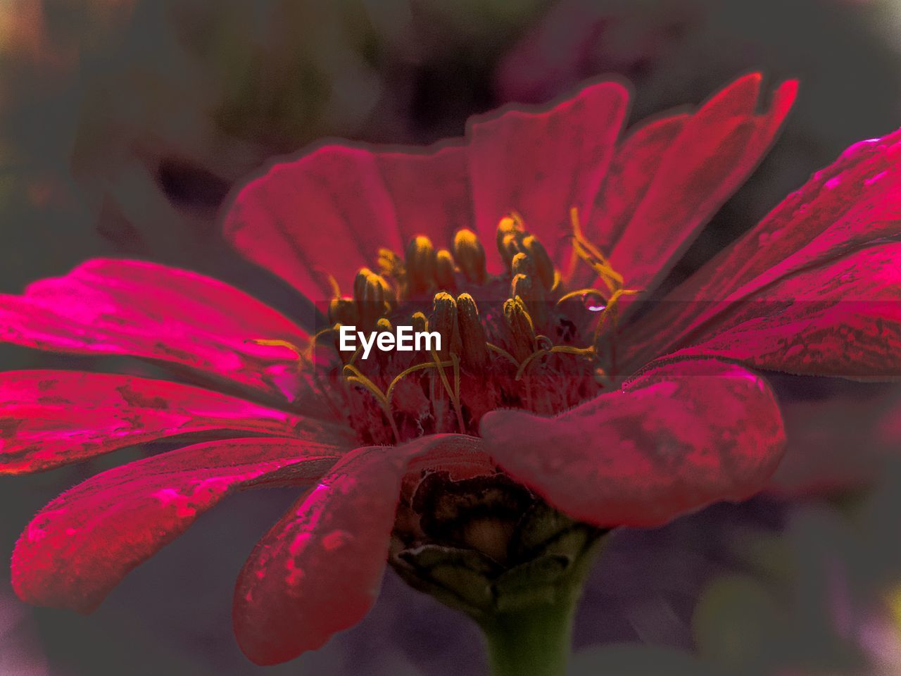 CLOSE-UP OF PINK FLOWER AND PURPLE FLOWERING PLANT