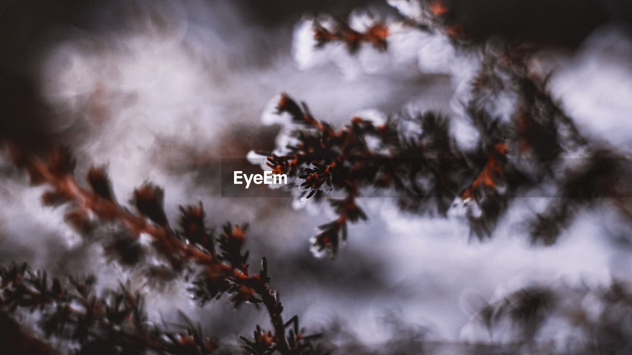 Close-up of frozen plant during winter