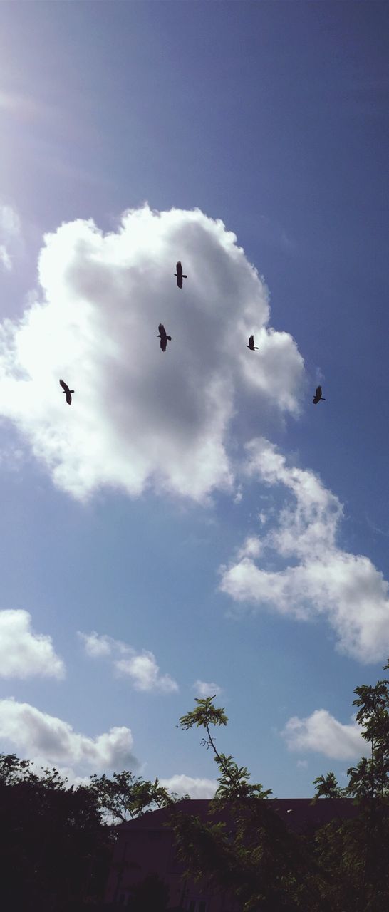 LOW ANGLE VIEW OF BIRDS FLYING OVER SKY