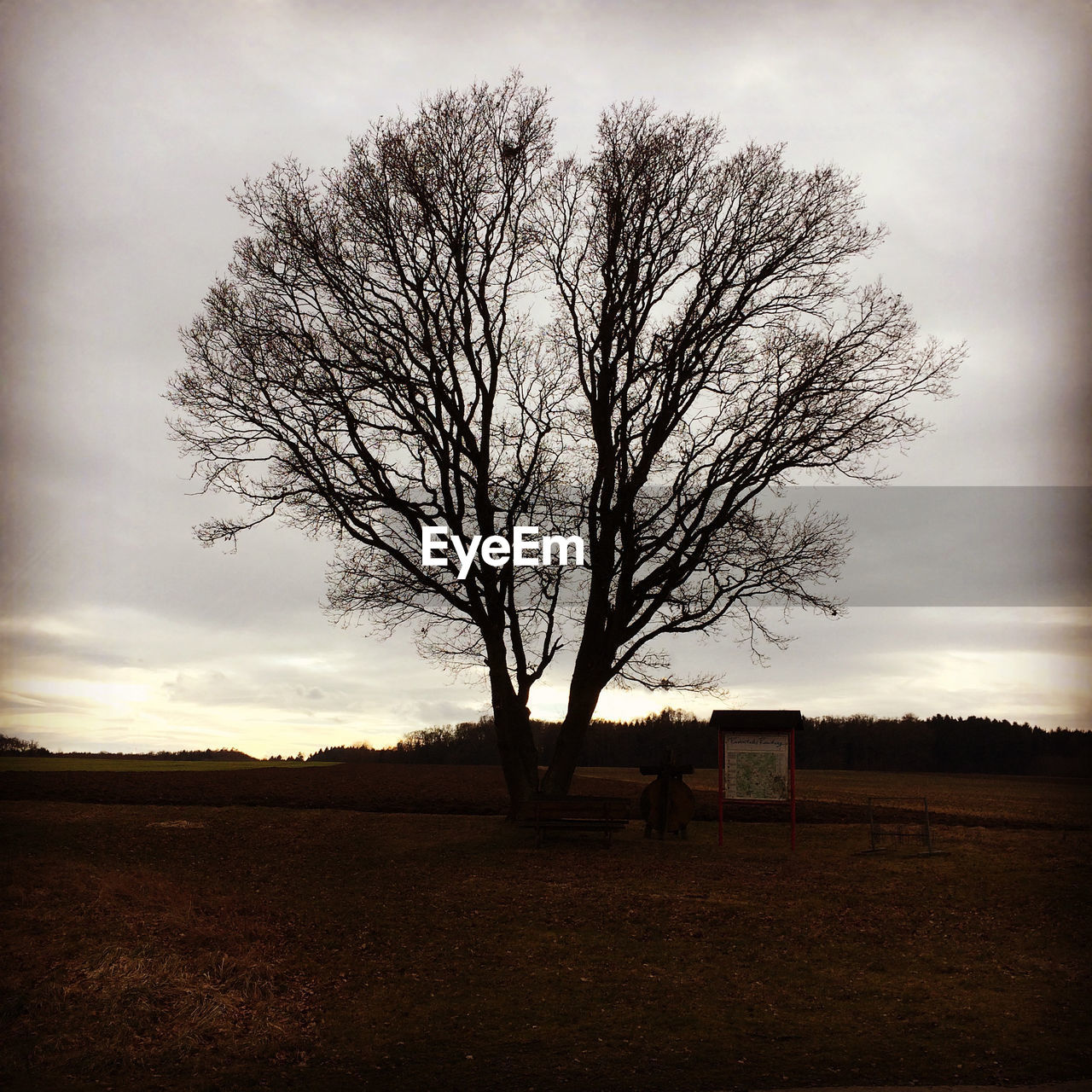 VIEW OF BARE TREE ON FIELD AGAINST SKY