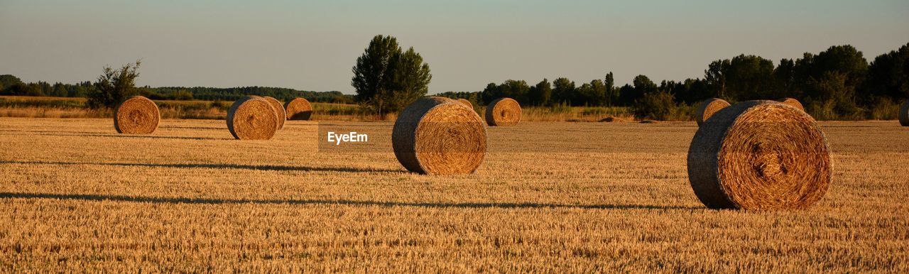 Bales of straw