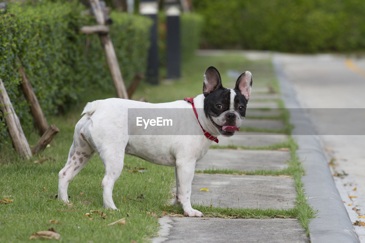 pet, mammal, domestic animals, animal themes, dog, animal, one animal, canine, french bulldog, lap dog, plant, bulldog, no people, grass, standing, collar, nature, footpath, day, full length, purebred dog, portrait, pet collar, outdoors