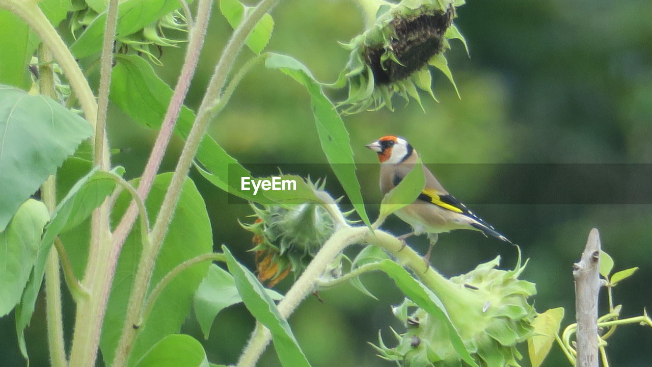 CLOSE-UP OF A BIRD PERCHING ON PLANT