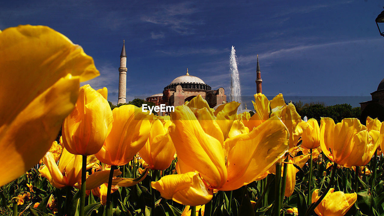 Close-up of yellow tulips at hagia sophia against sky