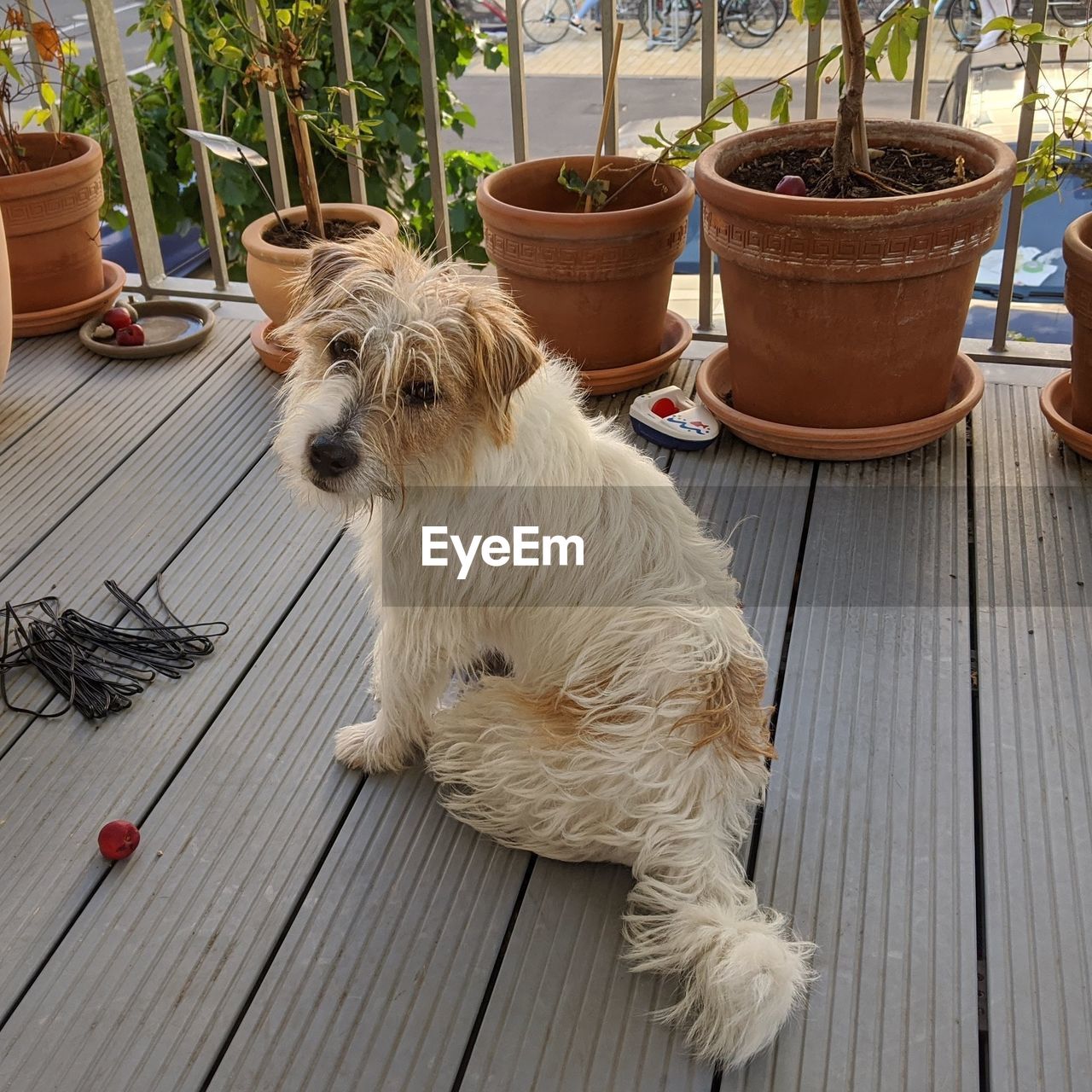 DOG SITTING ON WOODEN FLOOR