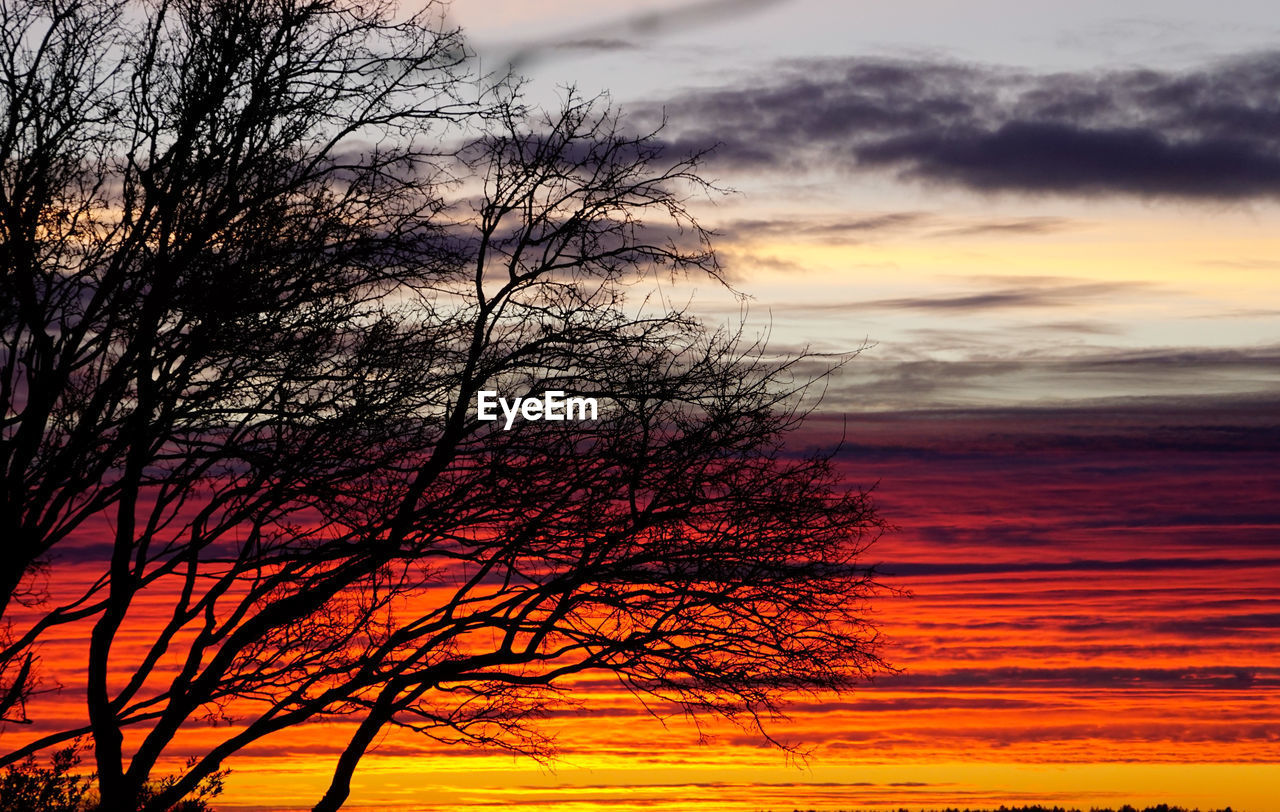 SILHOUETTE TREE AGAINST ORANGE SKY