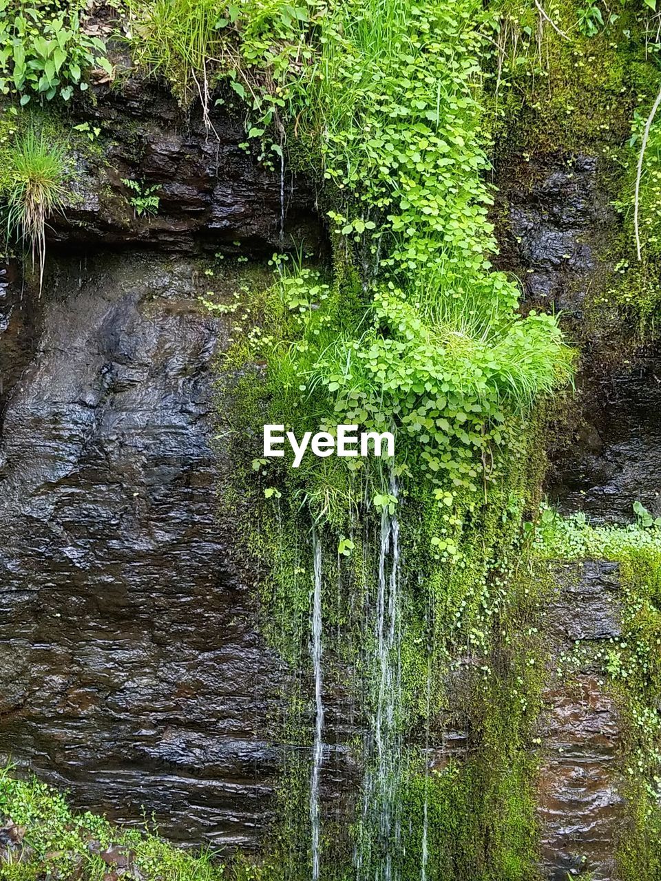 Scenic view of lake in forest