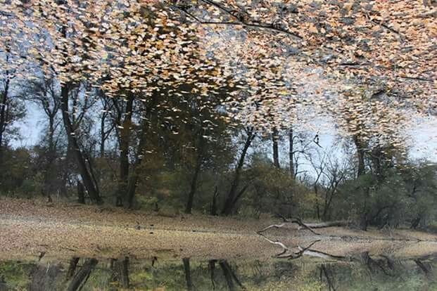 VIEW OF TREES IN FOREST