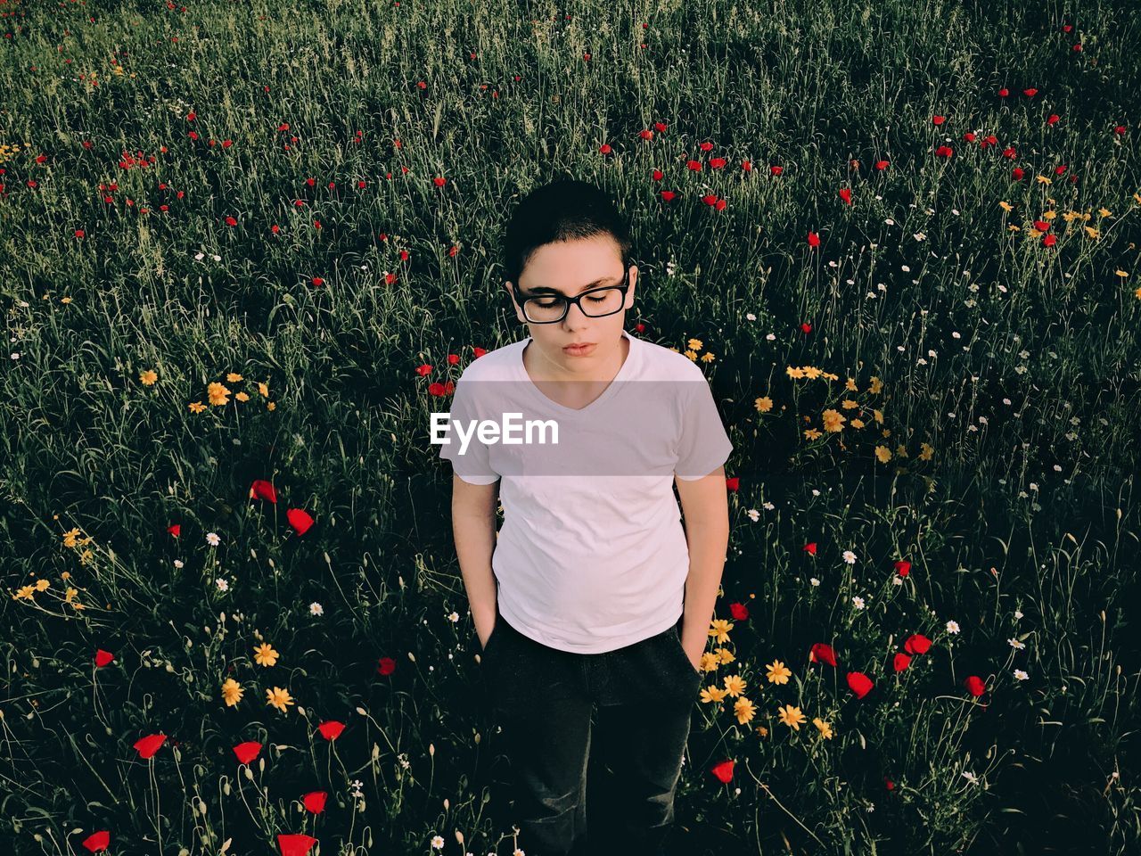 High angle view of boy standing amidst poppies blooming on field