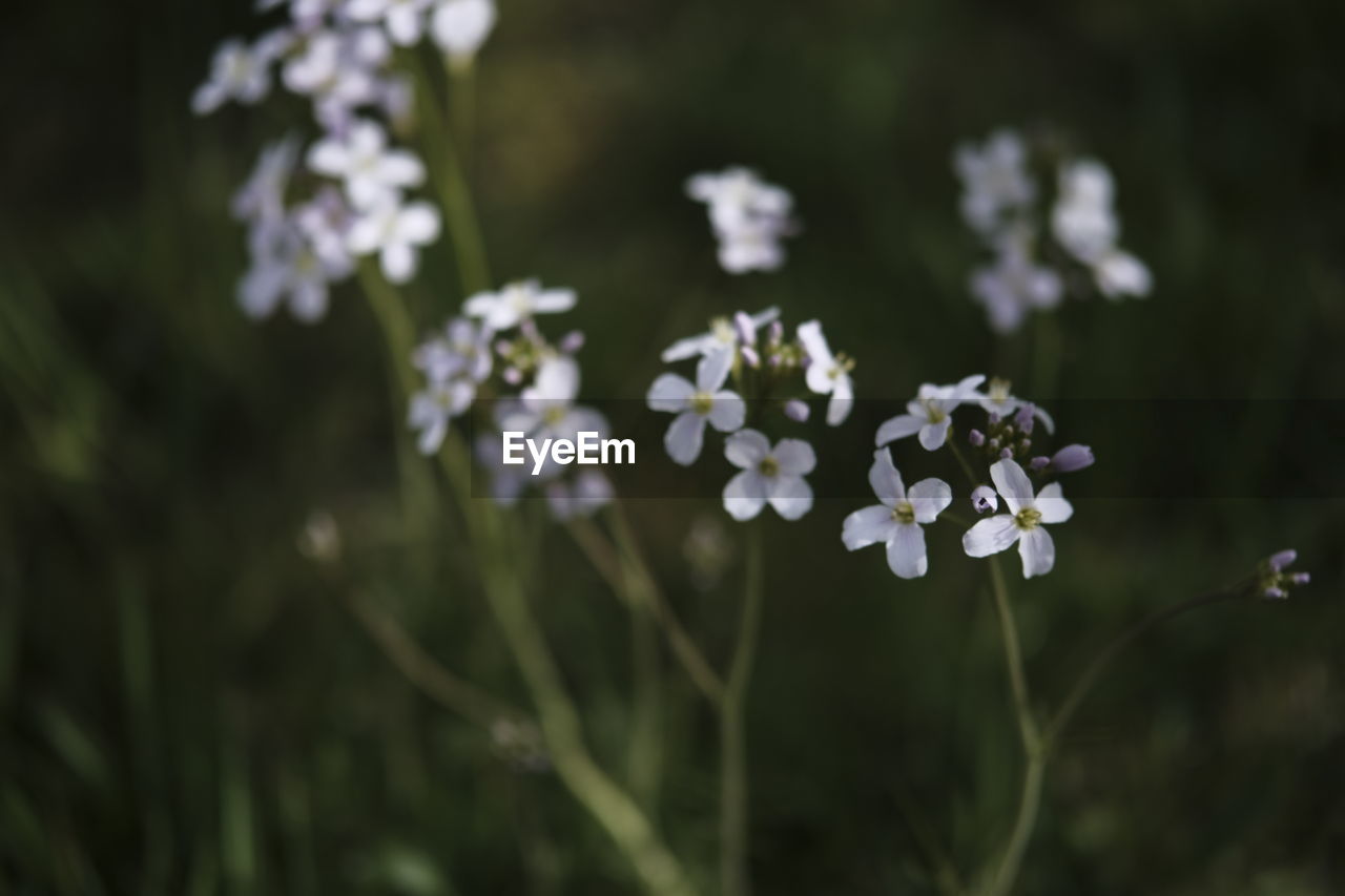 Close-up of white flowering plant on field