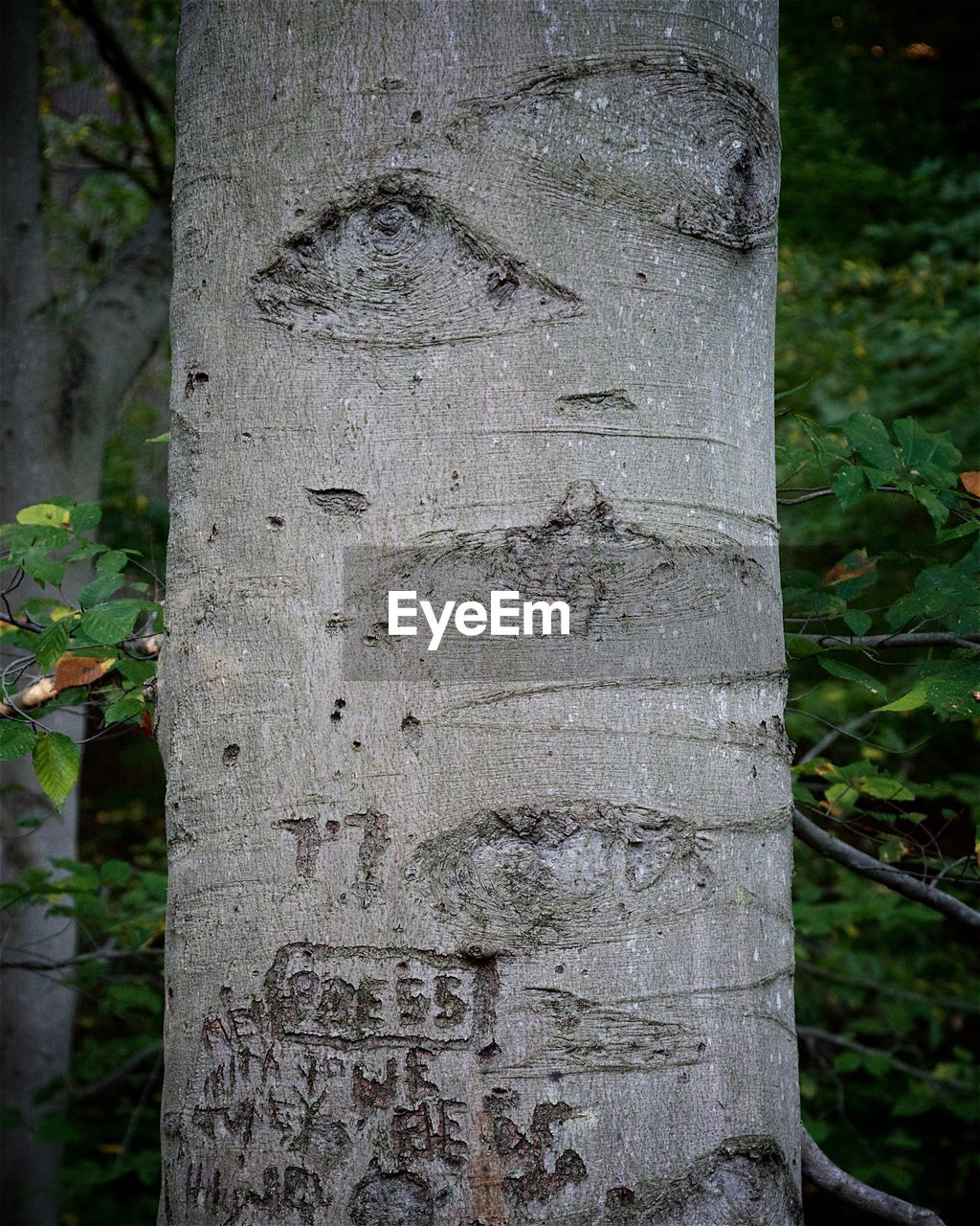 CLOSE-UP OF PLANT GROWING IN FOREST