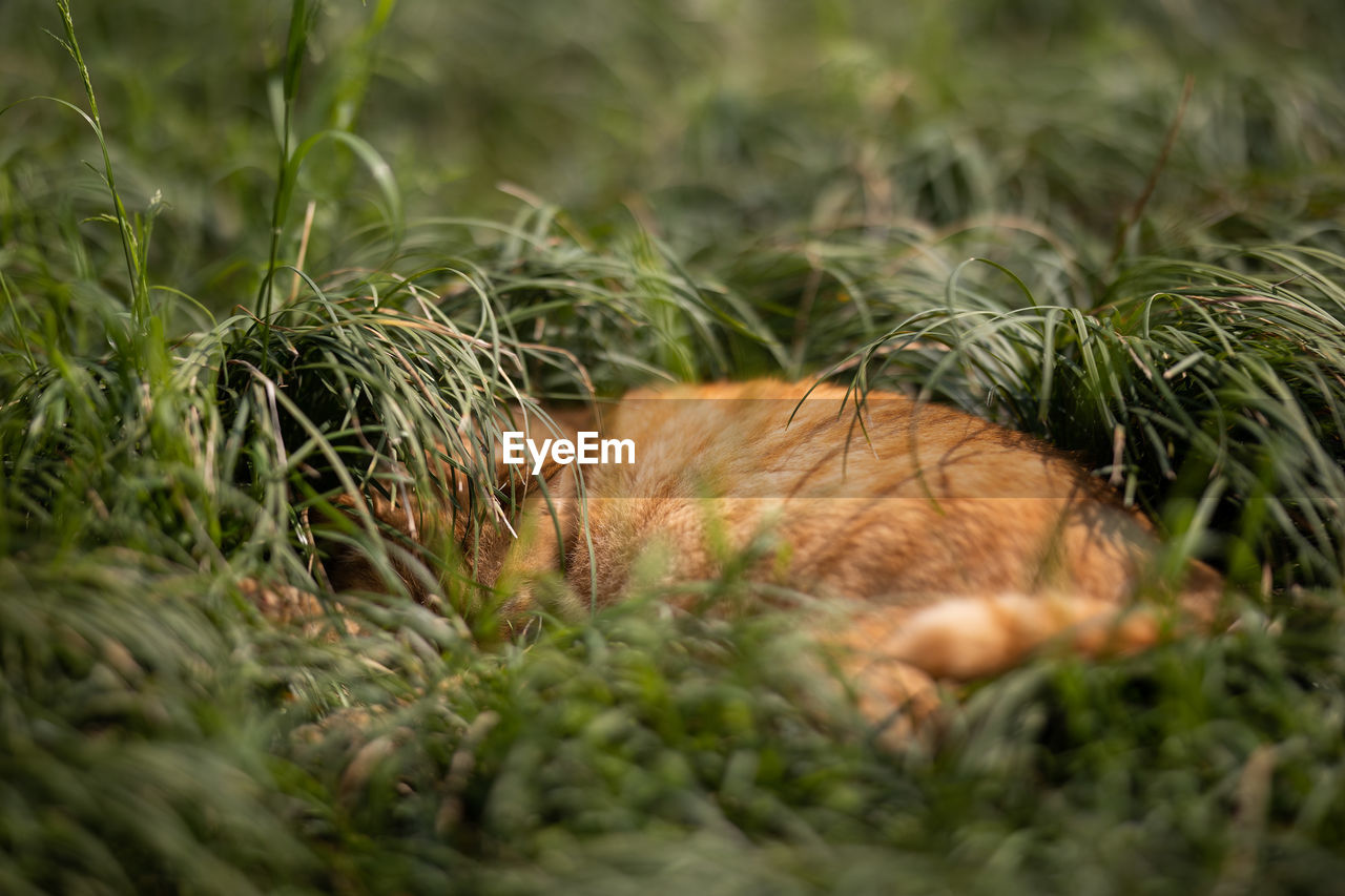 View of a cat on field