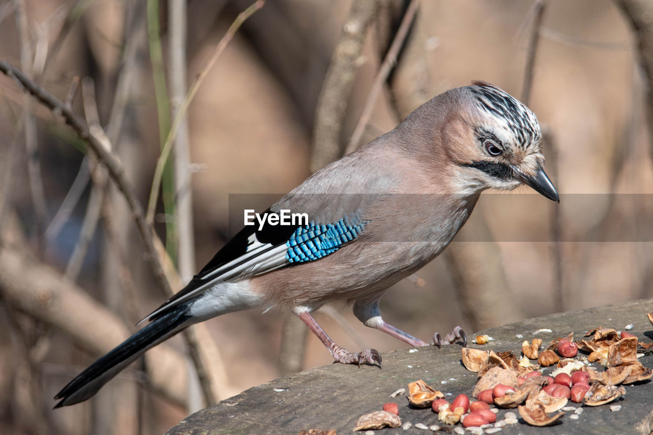 animal, animal themes, bird, animal wildlife, wildlife, one animal, beak, eating, food, full length, nature, no people, perching, food and drink, outdoors, focus on foreground, songbird, day, wood, close-up, feeding, branch, blue jay, multi colored, tree, beauty in nature, plant, animal body part