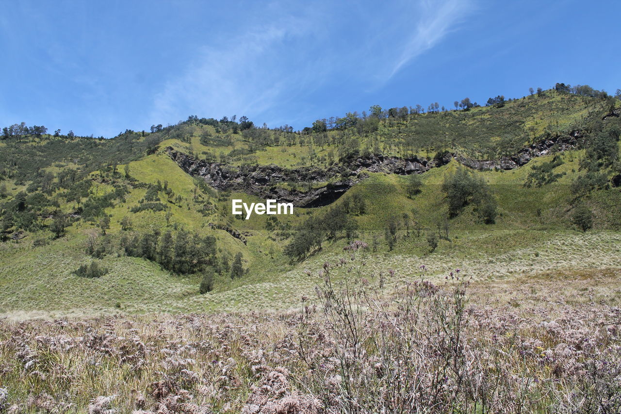 Scenic view of trees on field against sky