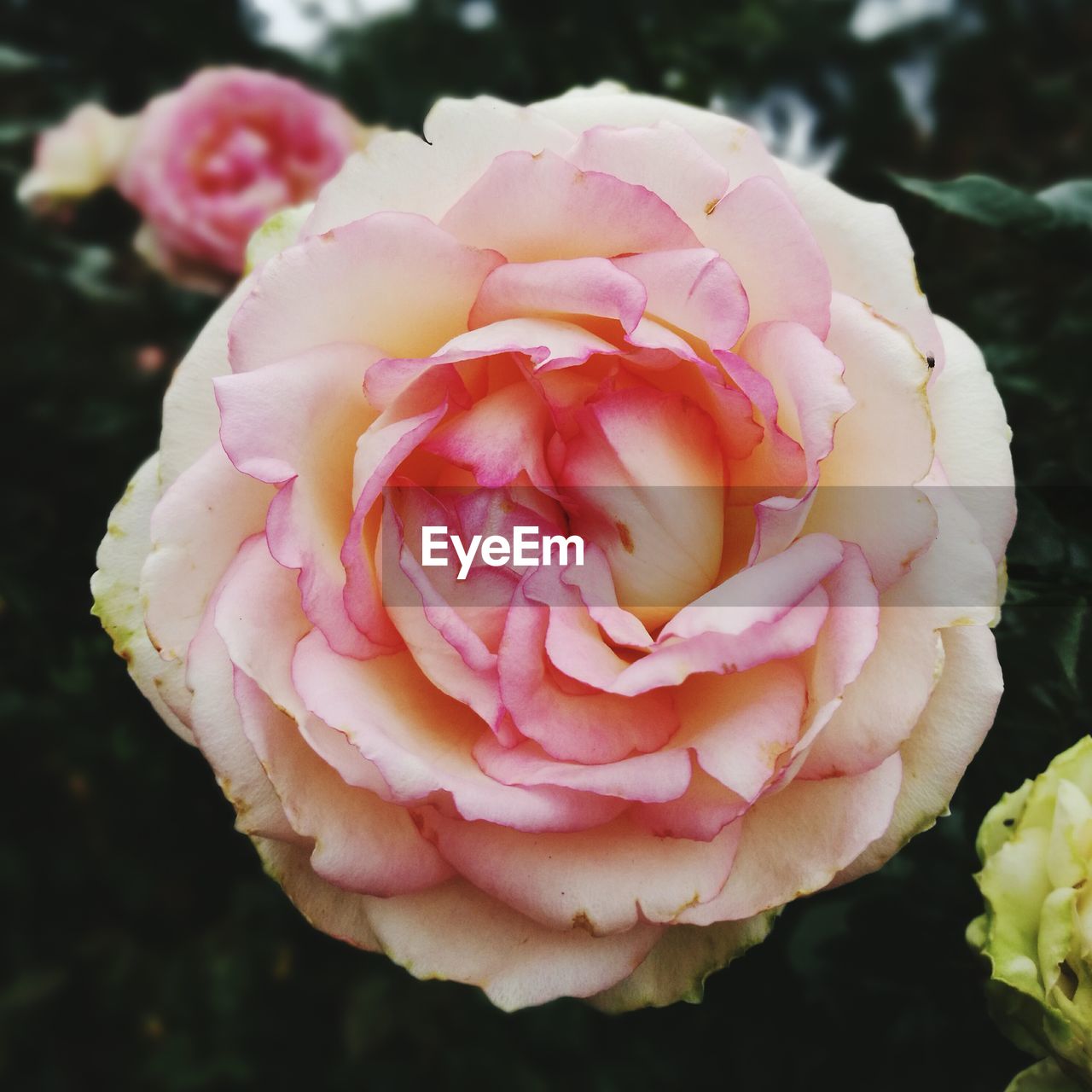 CLOSE-UP OF ROSE FLOWER