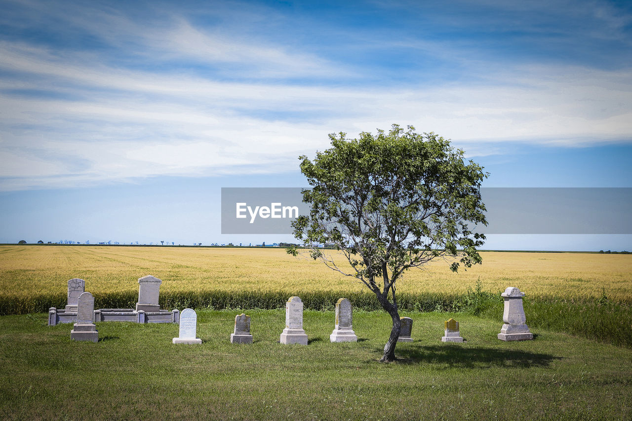 TREES GROWING ON FIELD AGAINST SKY