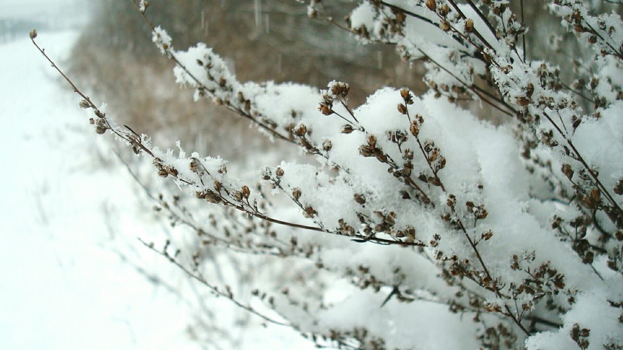 Close-up of snow covered dried plants