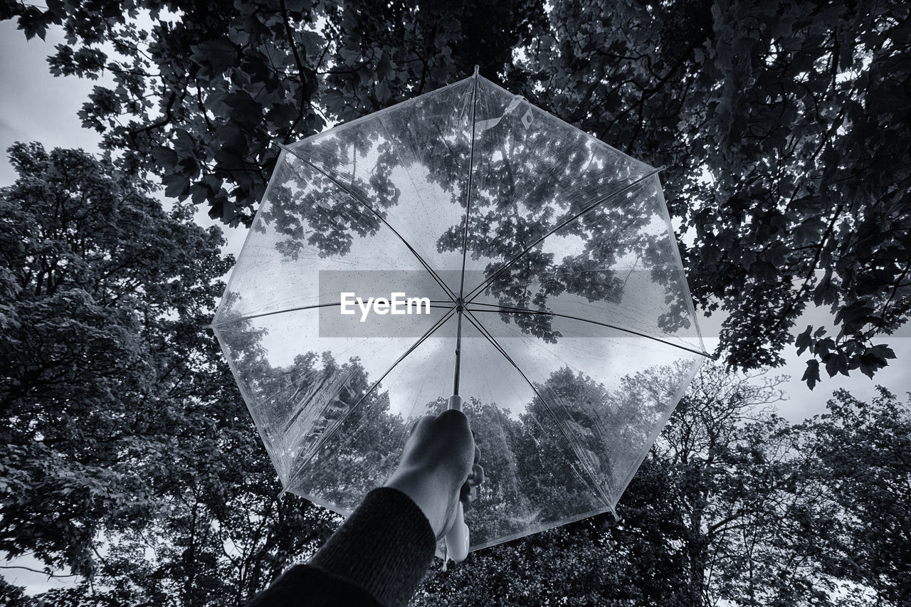 Cropped hand holding transparent umbrella against trees