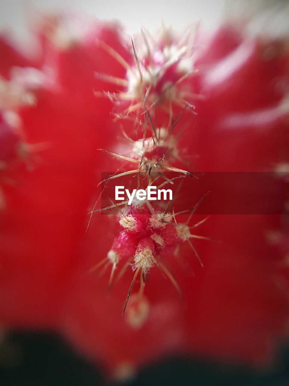 CLOSE-UP OF RED ROSE ON PLANT