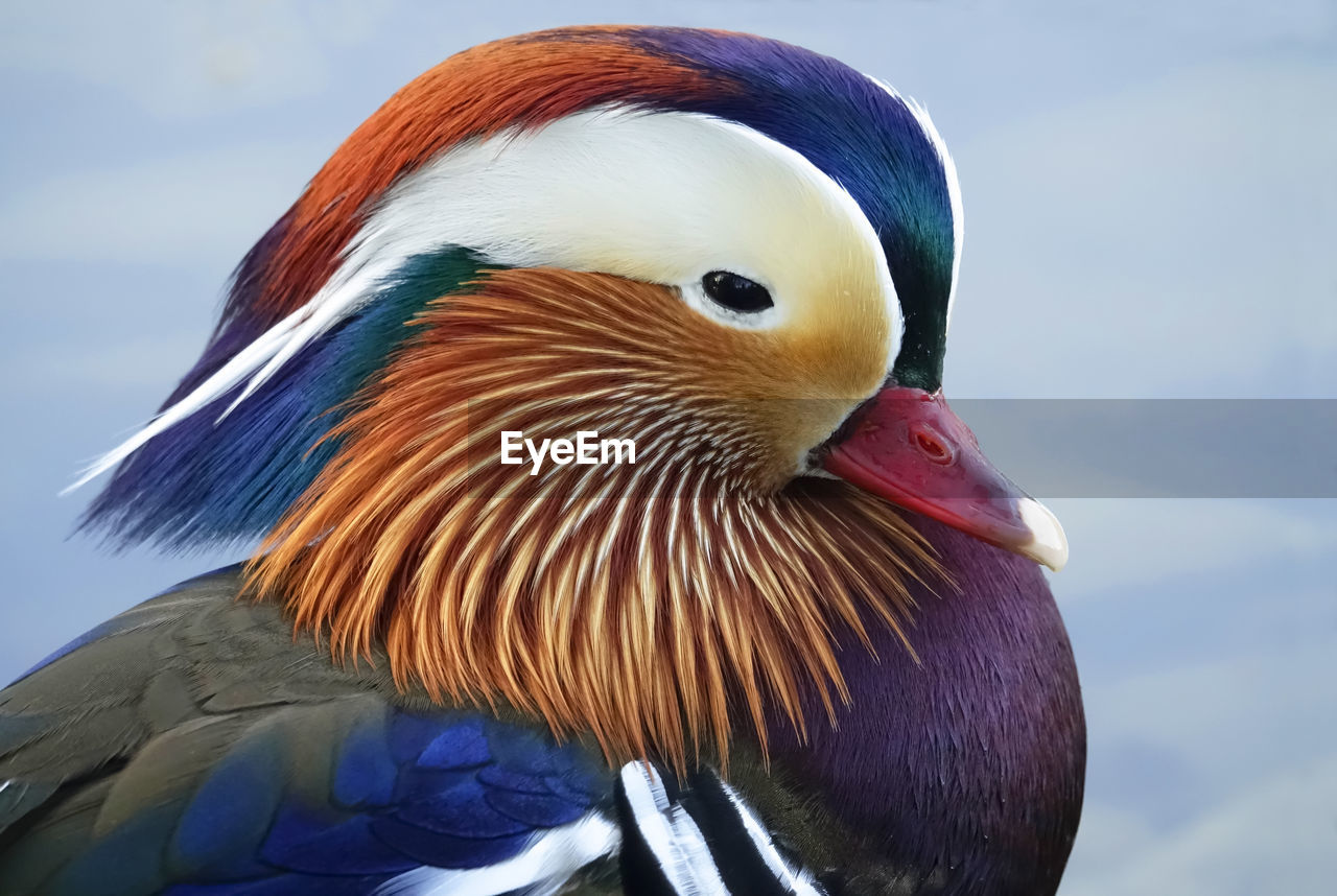 Mandarin duck, close up