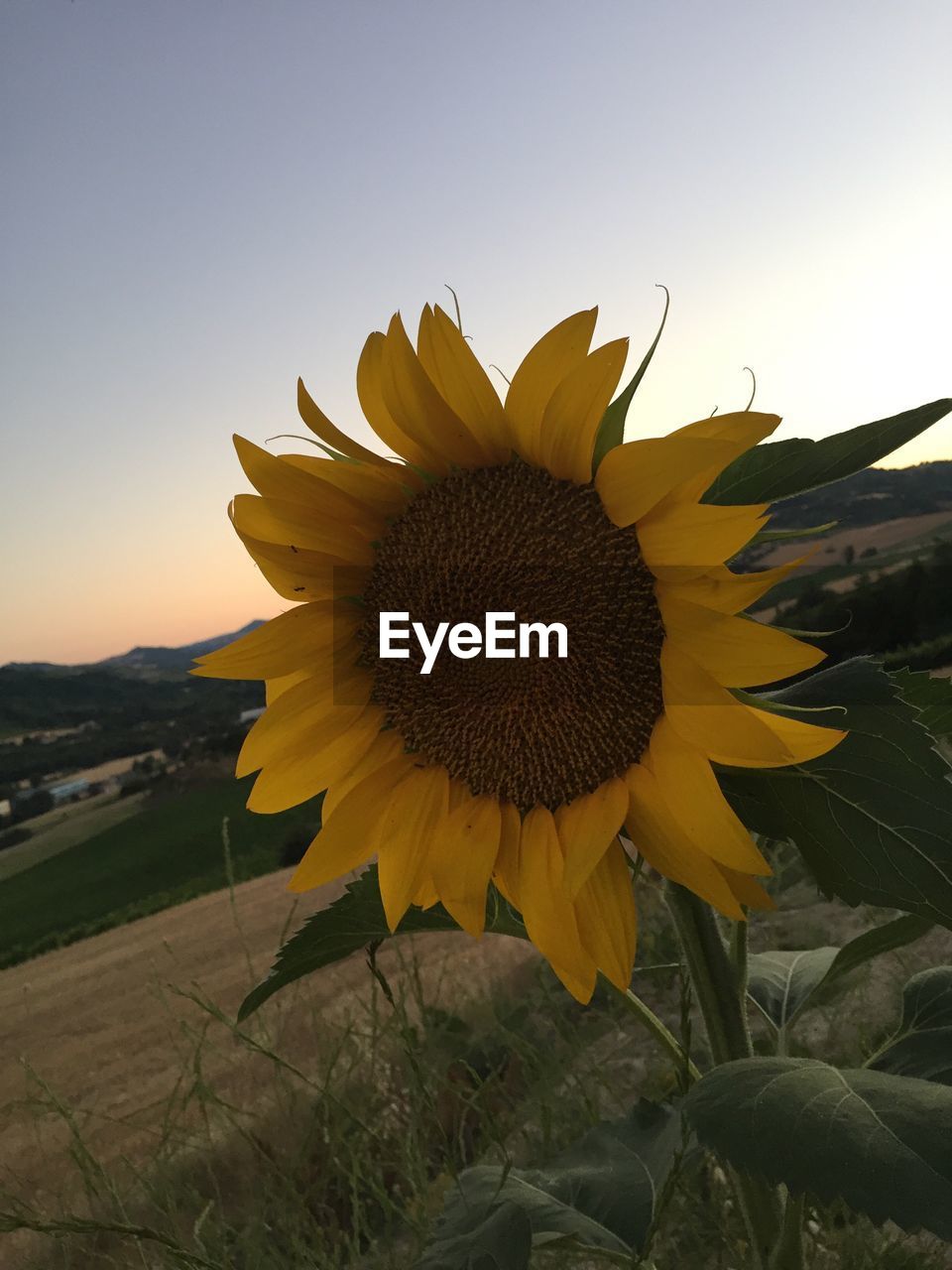 CLOSE-UP OF SUNFLOWERS BLOOMING ON FIELD AGAINST SKY