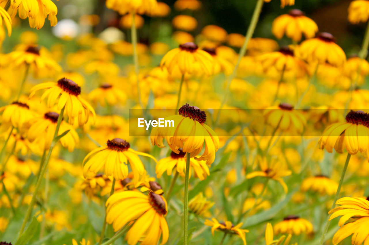flower, flowering plant, plant, yellow, beauty in nature, freshness, field, meadow, fragility, nature, growth, flower head, prairie, petal, animal wildlife, animal themes, black-eyed susan, animal, focus on foreground, close-up, no people, insect, inflorescence, outdoors, day, wildlife, land, wildflower, macro photography, springtime, sunlight, landscape