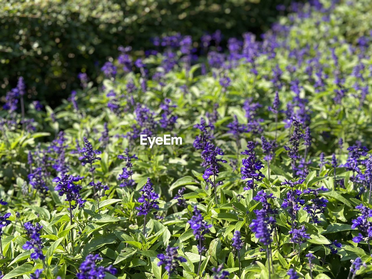 plant, flower, flowering plant, freshness, beauty in nature, growth, purple, nature, fragility, green, field, meadow, no people, land, day, close-up, botany, sunlight, plant part, outdoors, leaf, flowerbed, garden, wildflower, focus on foreground, abundance, springtime, summer, selective focus, blossom