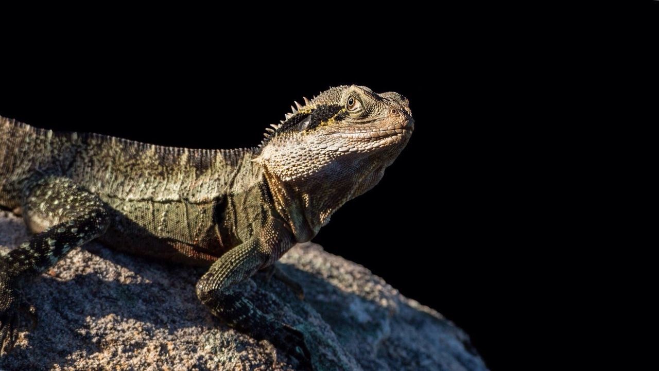 Close-up of lizard on black background