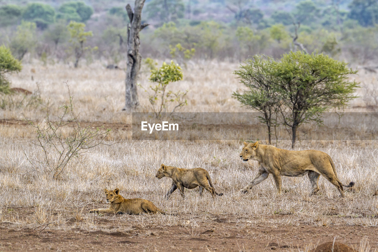 High angle view of lioness with cubs walking in forest