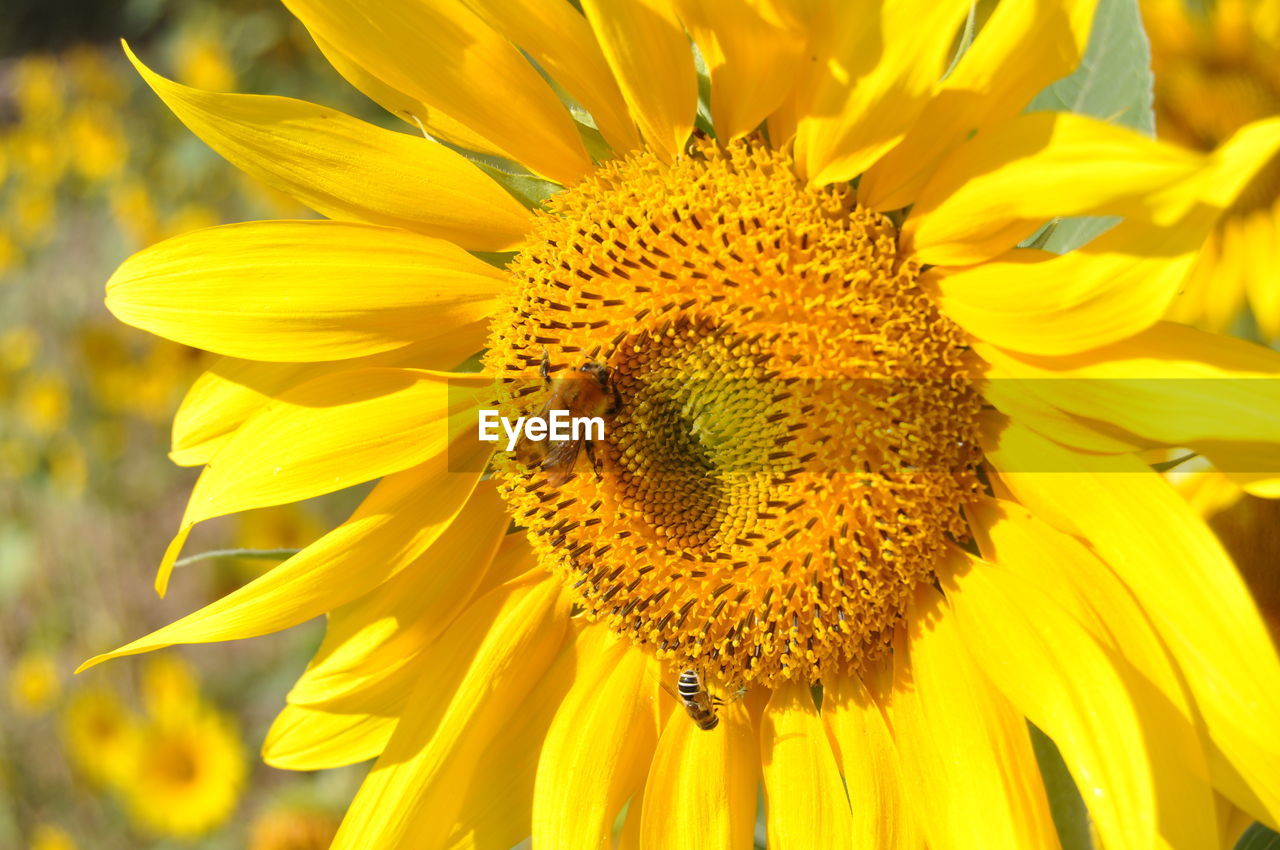 Close-up of bee perching on sunflower in park