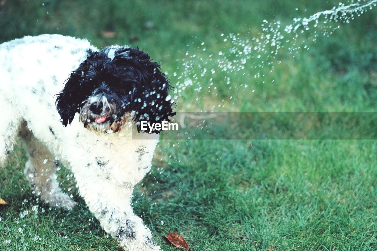 High angle view of water spraying on dog standing in yard