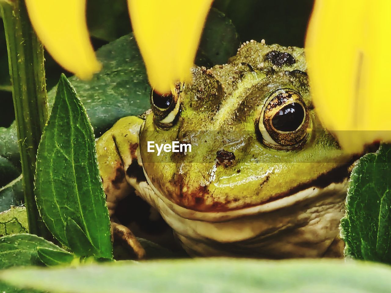 animal, animal themes, frog, true frog, animal wildlife, one animal, amphibian, green, wildlife, close-up, reptile, plant part, macro photography, leaf, nature, no people, tree frog, animal body part, plant, bullfrog, yellow, flower, toad, portrait, outdoors