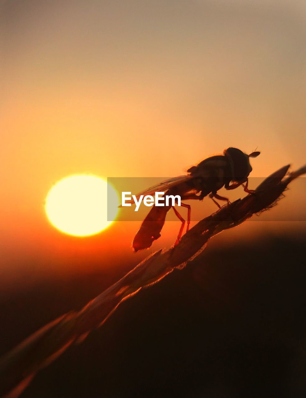 CLOSE-UP OF SILHOUETTE INSECT AGAINST SUNSET SKY