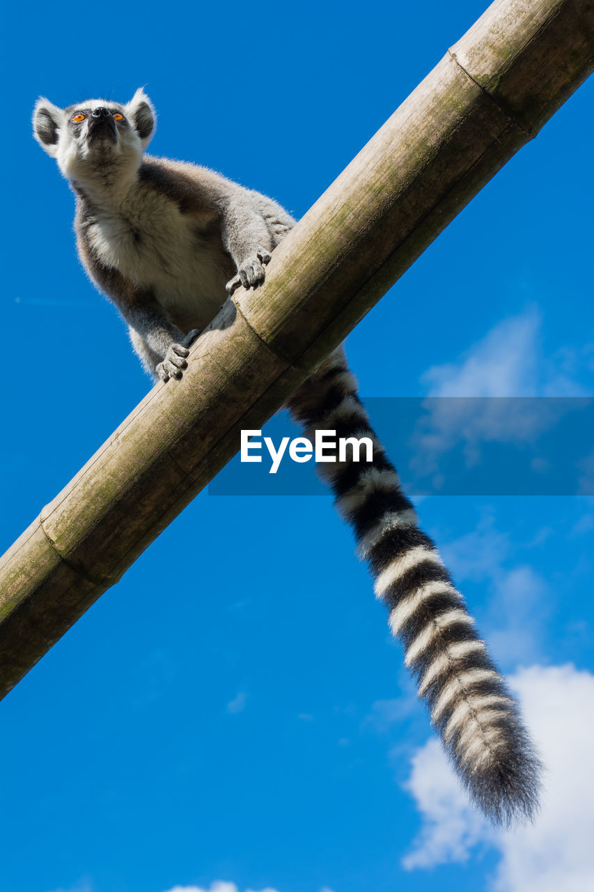 LOW ANGLE VIEW OF LIZARD ON BRANCH AGAINST BLUE SKY