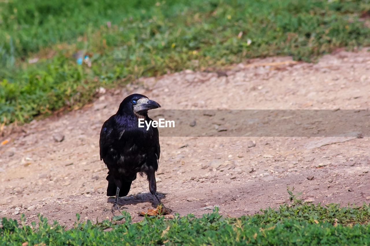 BLACK BIRD ON FIELD