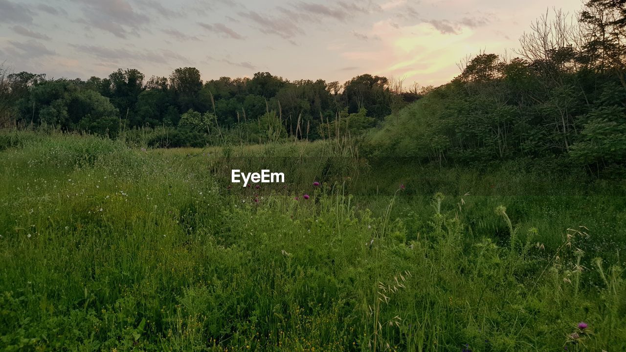 SCENIC VIEW OF GRASSY FIELD AGAINST SKY