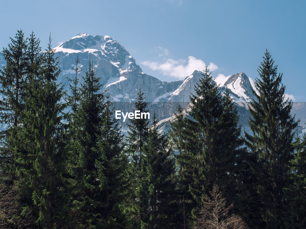 Pine trees on snowcapped mountains against sky